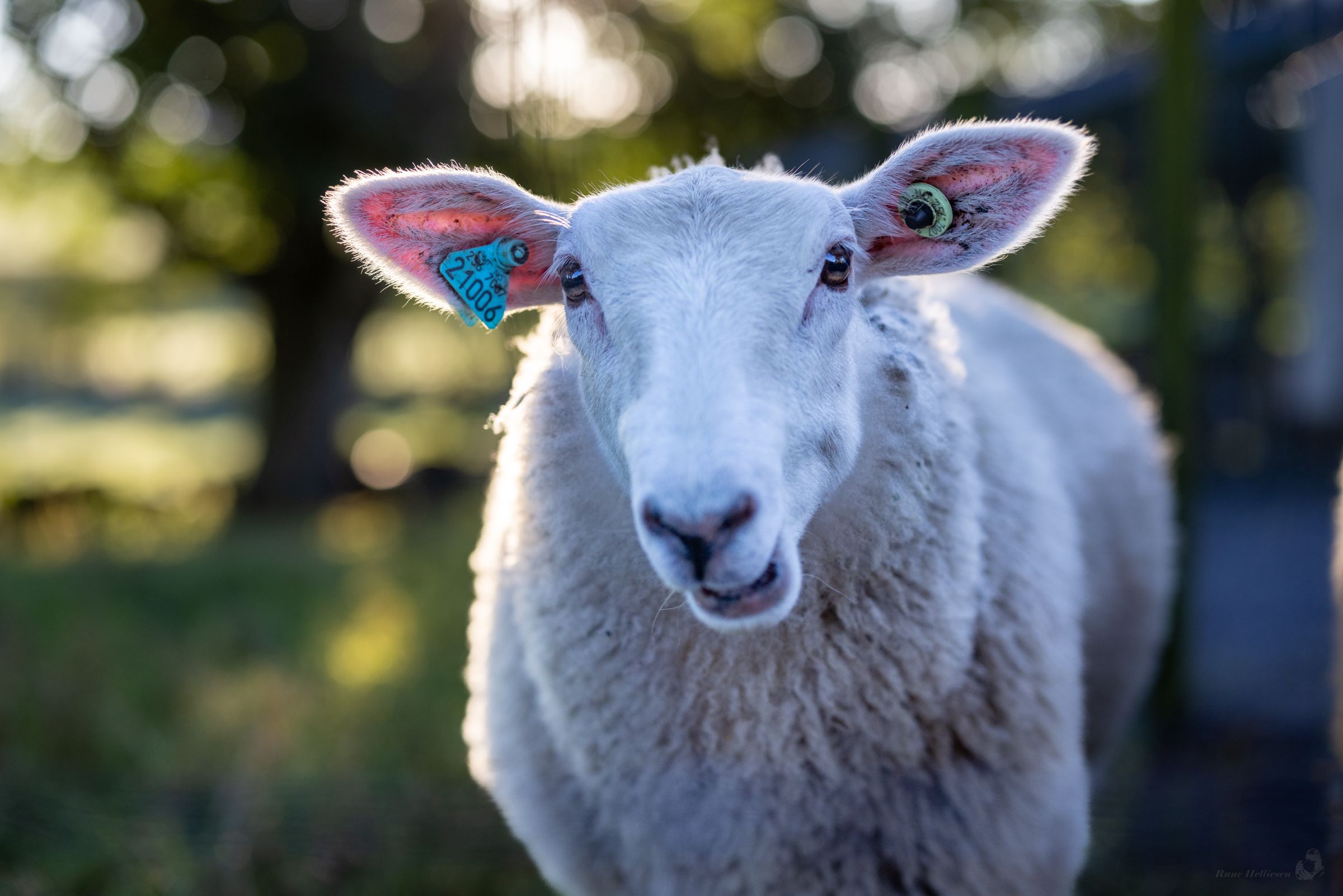 Besuche die Bauernhoftiere im Vitengarden