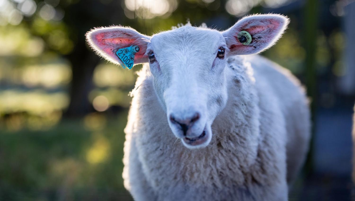 Besuche die Bauernhoftiere im Vitengarden