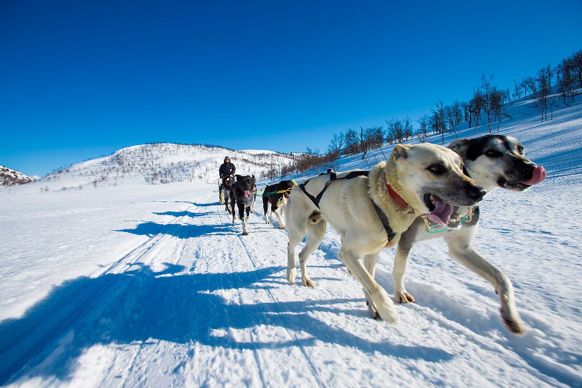 hundesledetur med Haukeli Husky