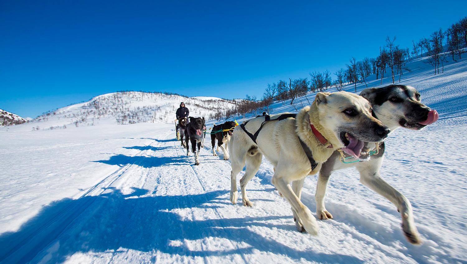 hundesledetur med Haukeli Husky
