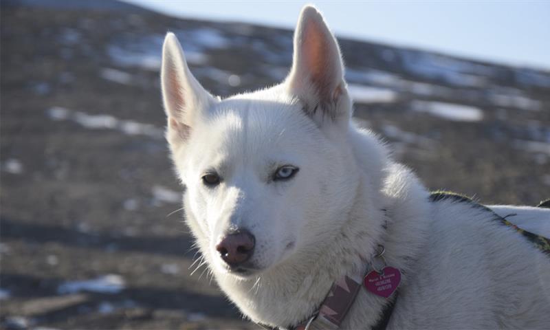 Close-up of a white dog