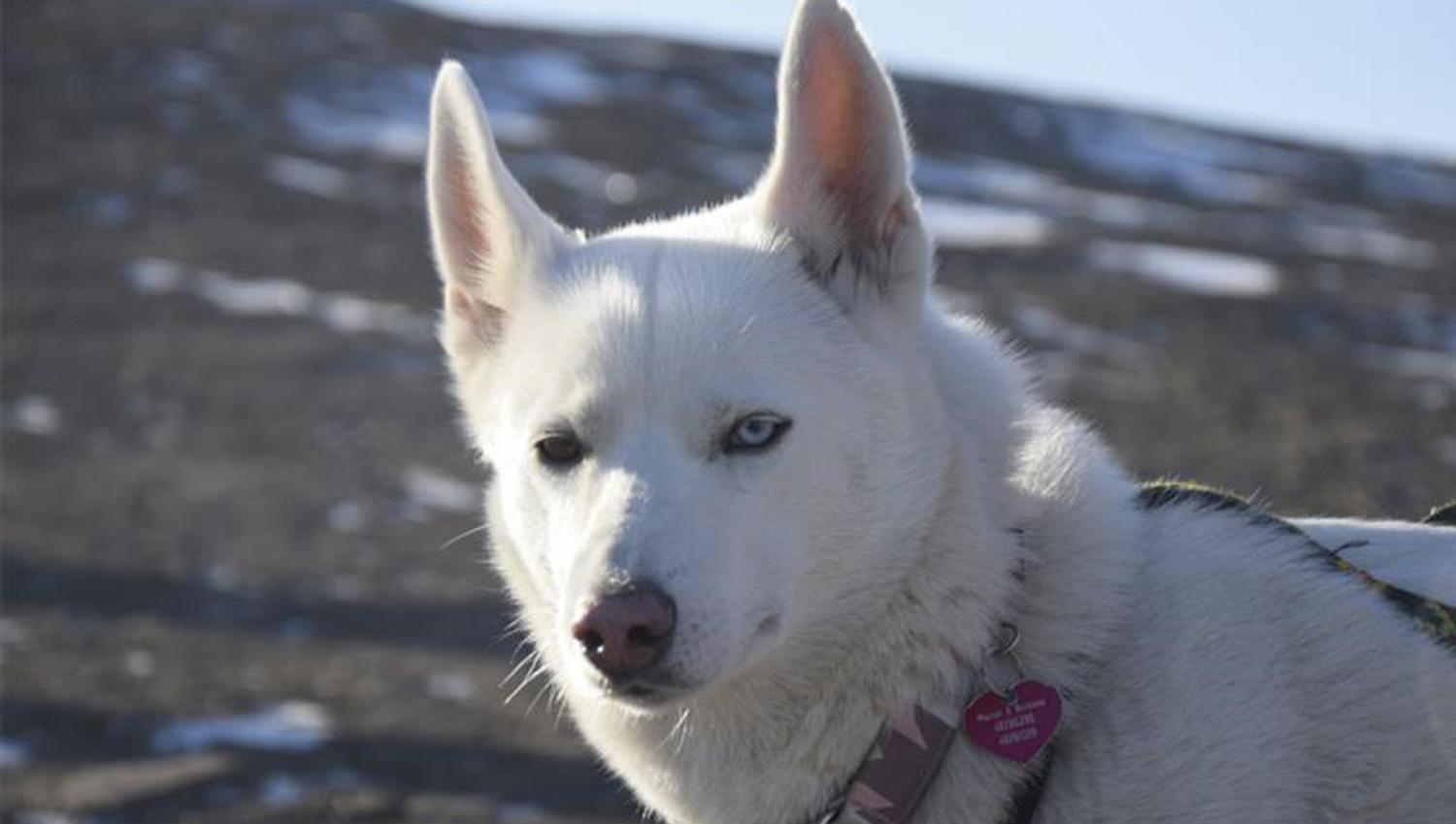 Close-up of a white dog