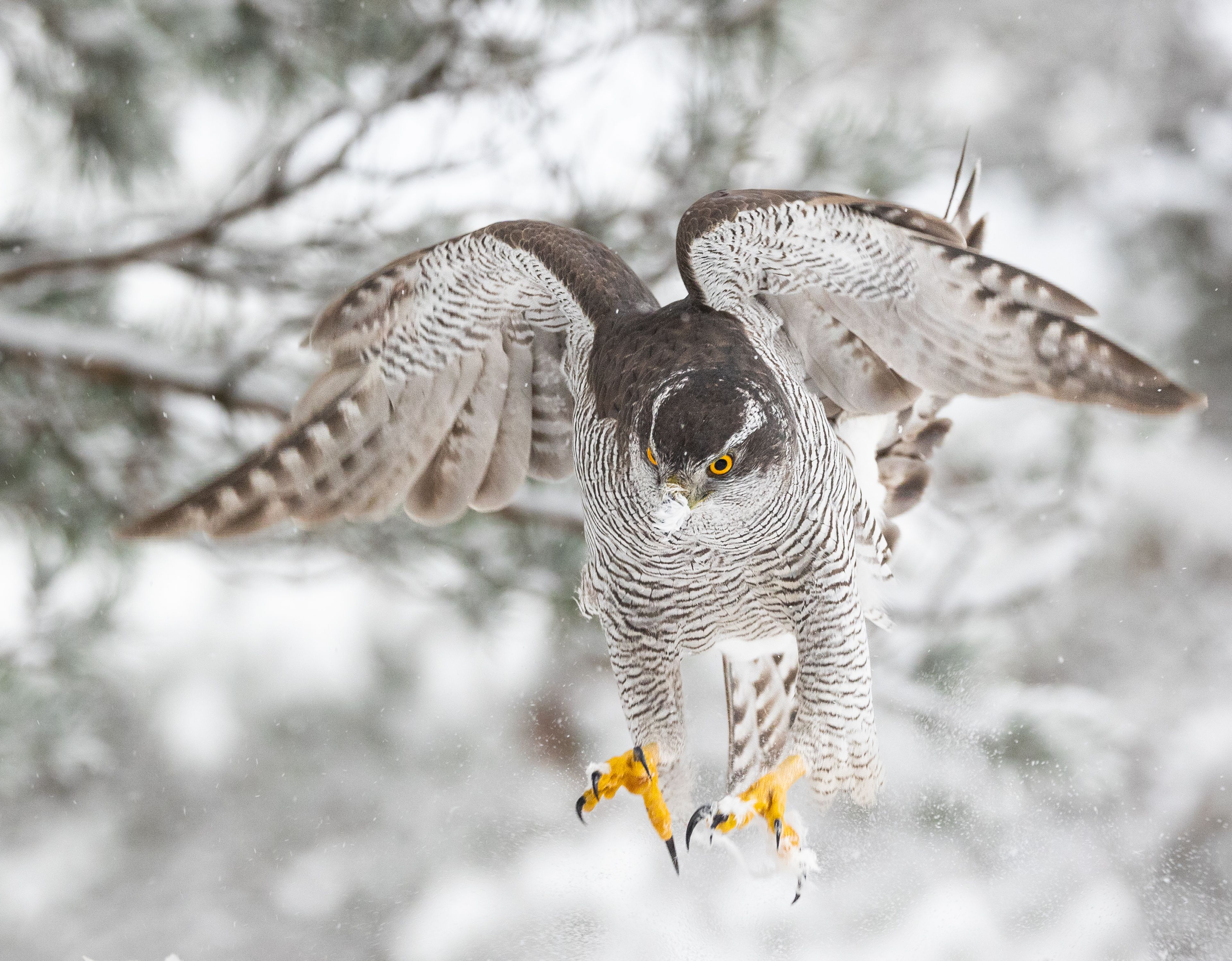 
Goshawk as it is about to attack something.