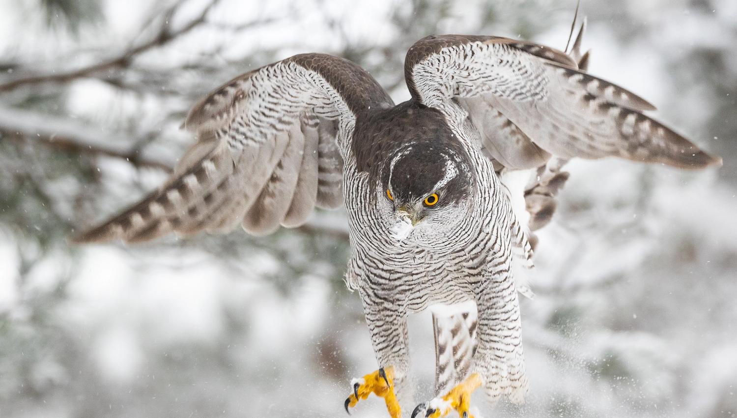 Goshawk as it is about to attack something.