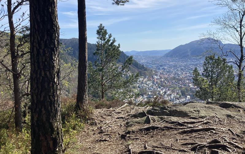 Guided mountain hike in Bergen including lunch