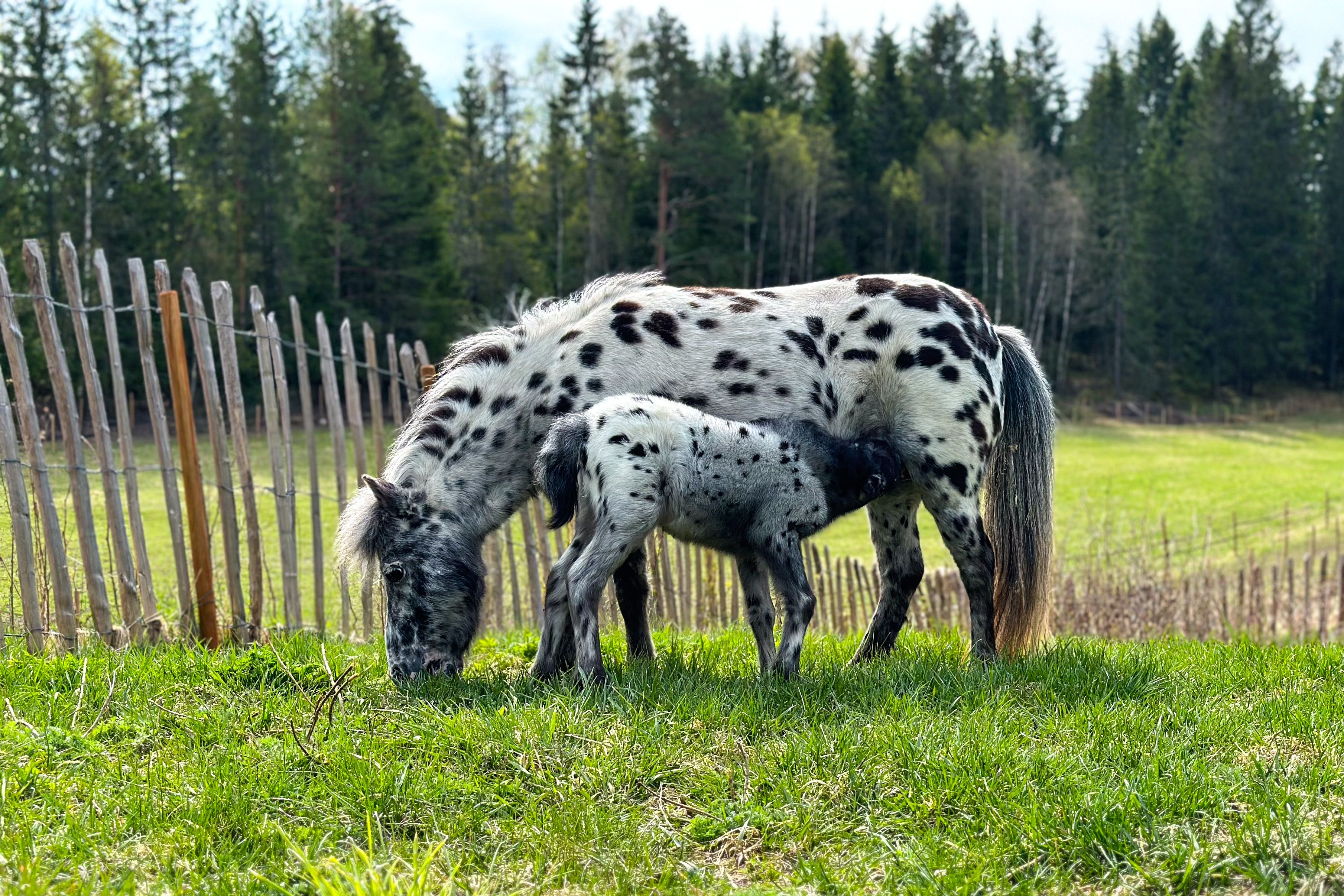 Consuming horse and foal