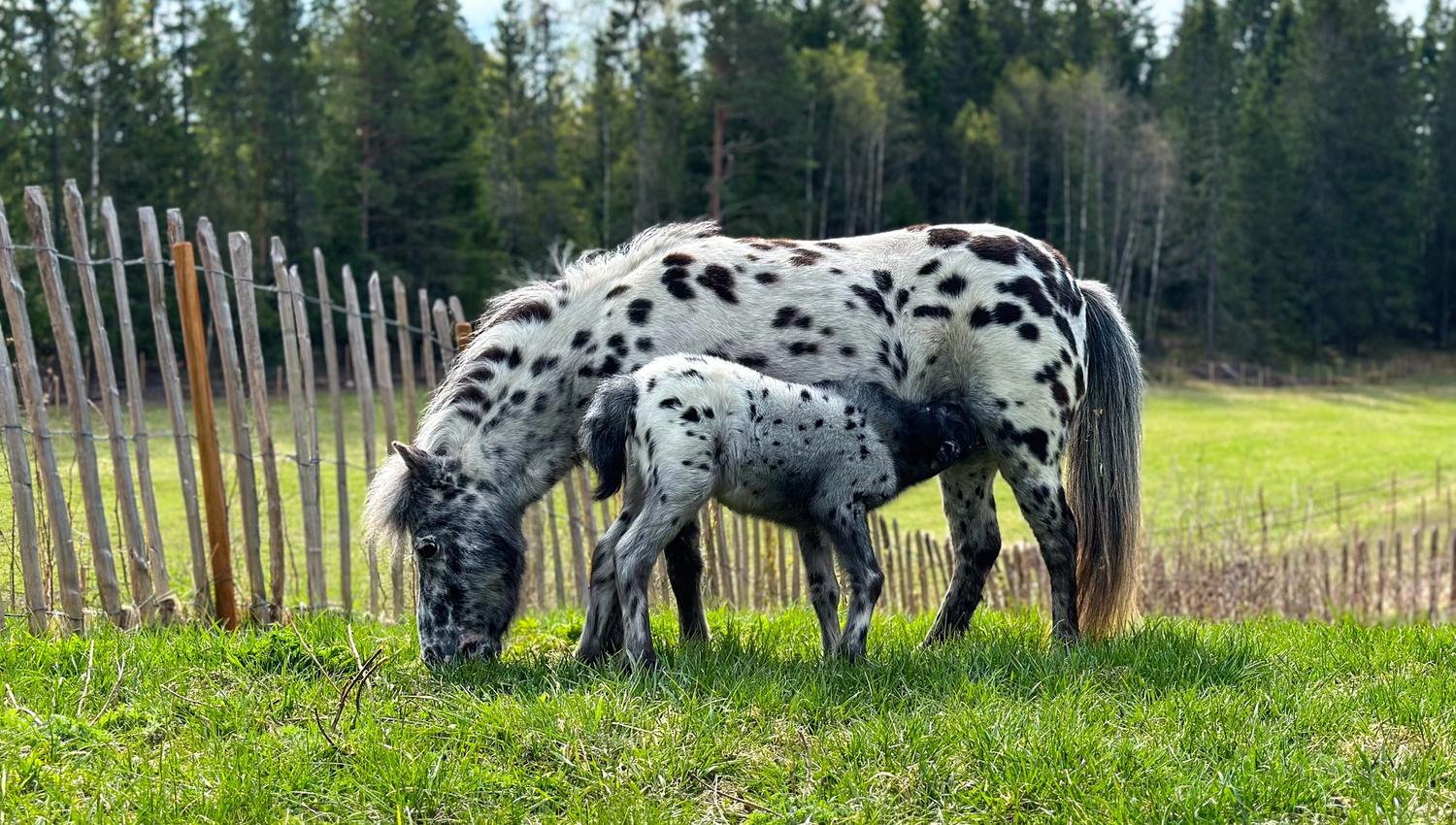 Consuming horse and foal