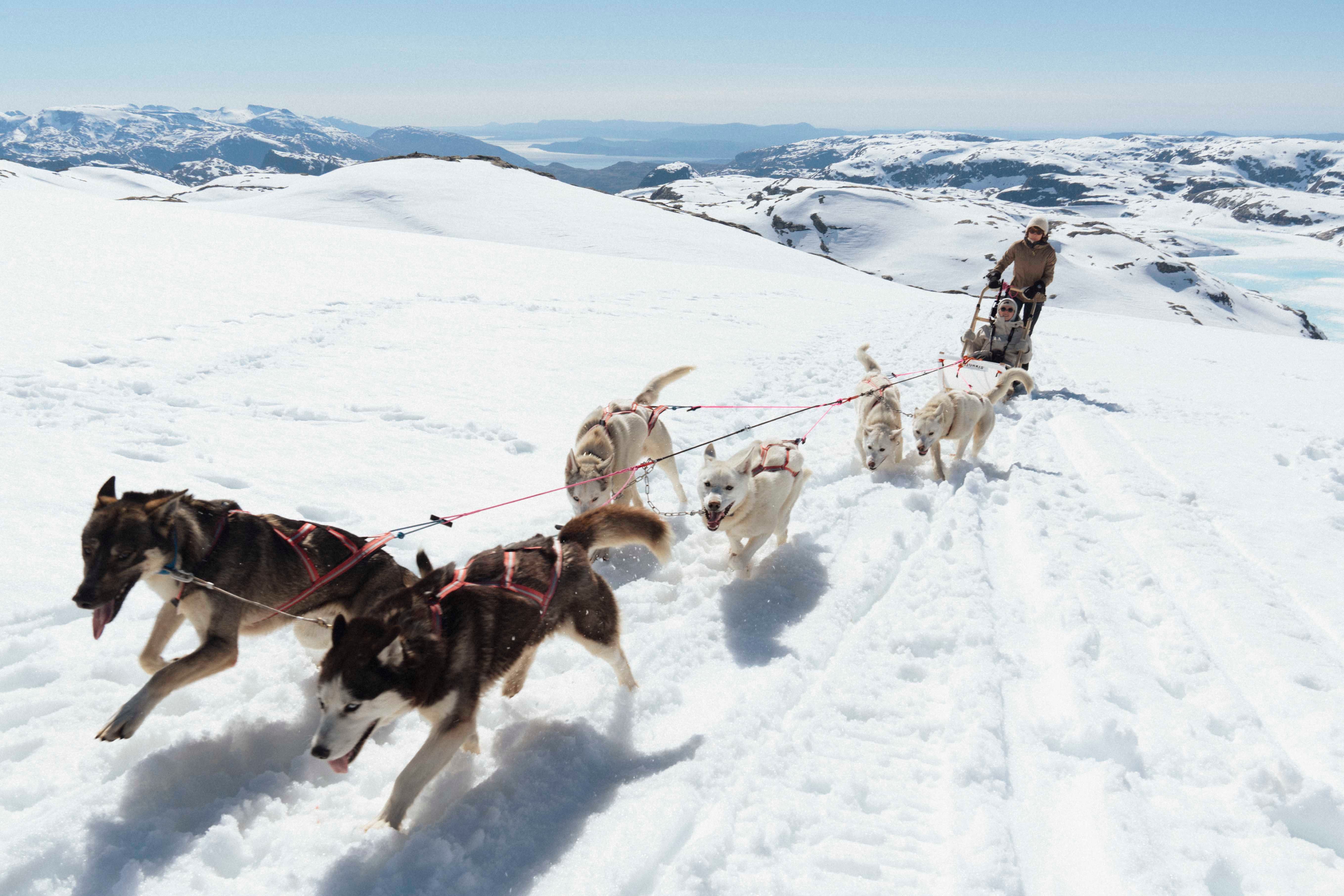 Dogsledding through snow-covered mountains at folgefonna with a beautiful view of the hardangerfjord and mountains in the background.