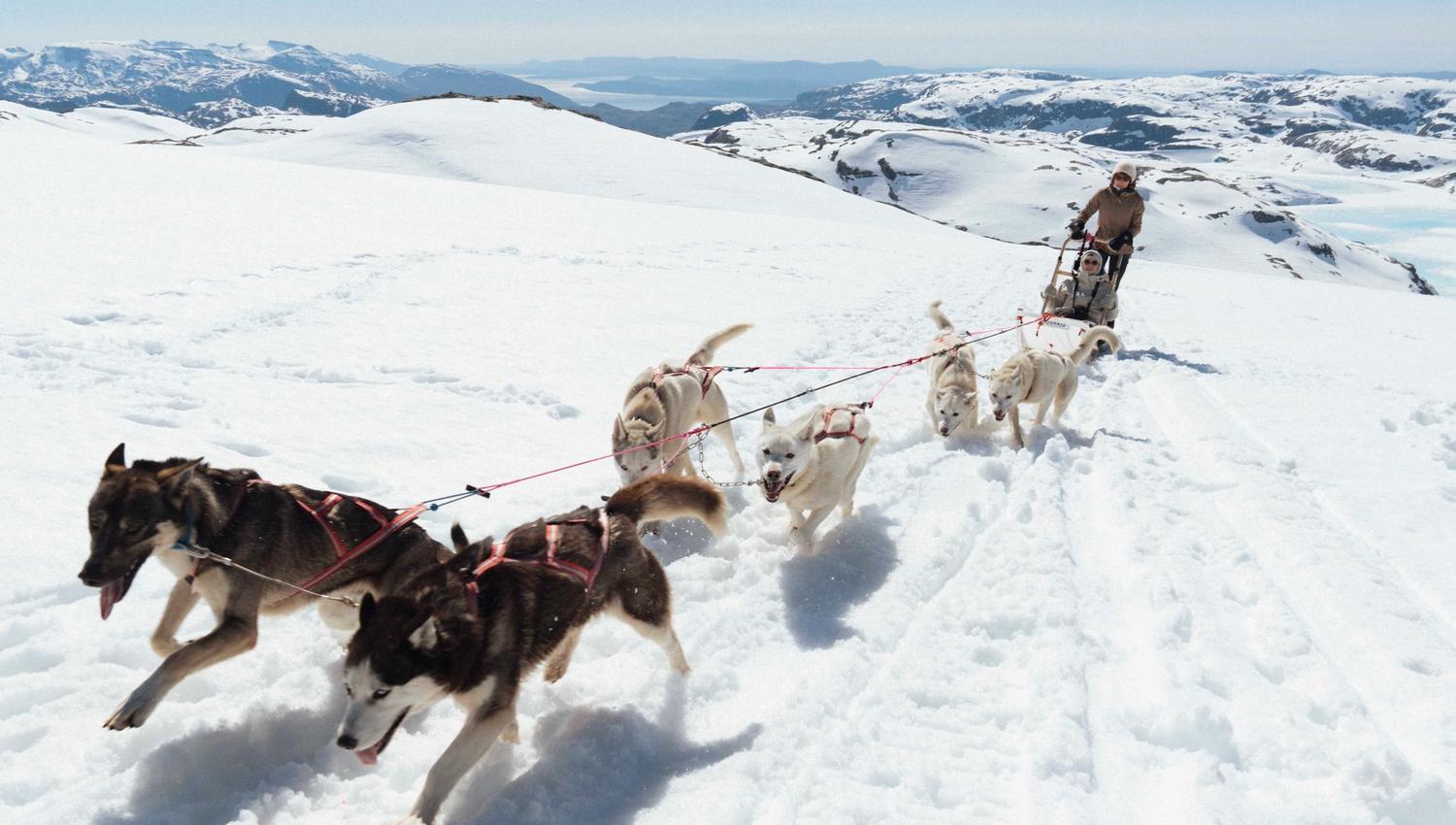 Dogsledding through snow-covered mountains at folgefonna with a beautiful view of the hardangerfjord and mountains in the background.
