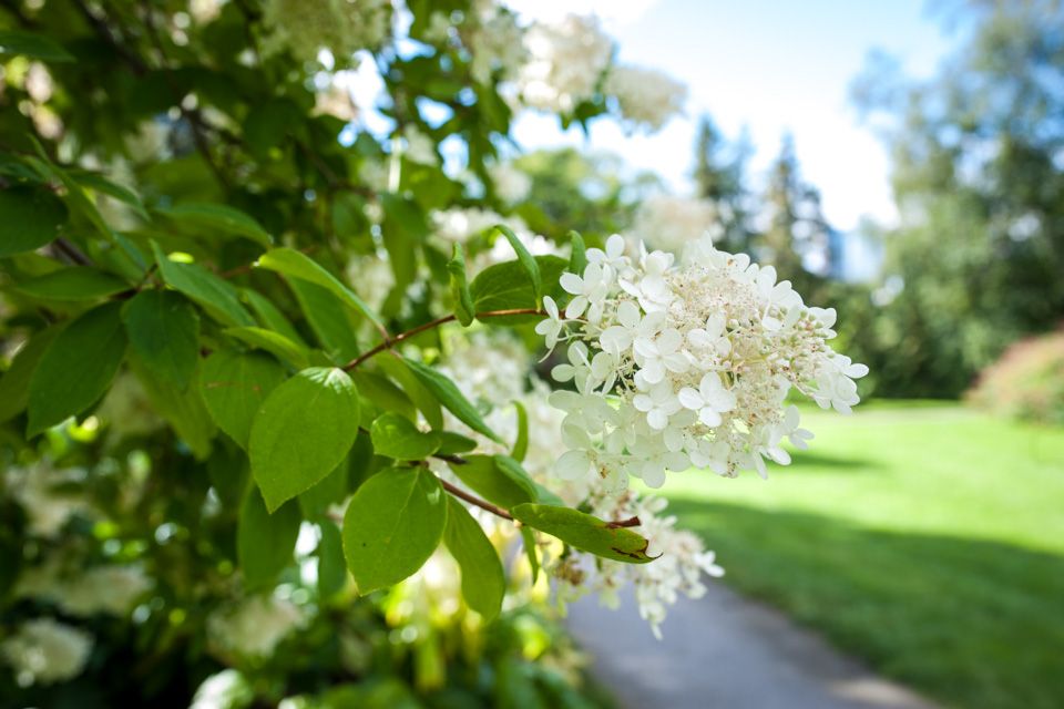 Lilacs blooming at the Botanical Garden in Oslo