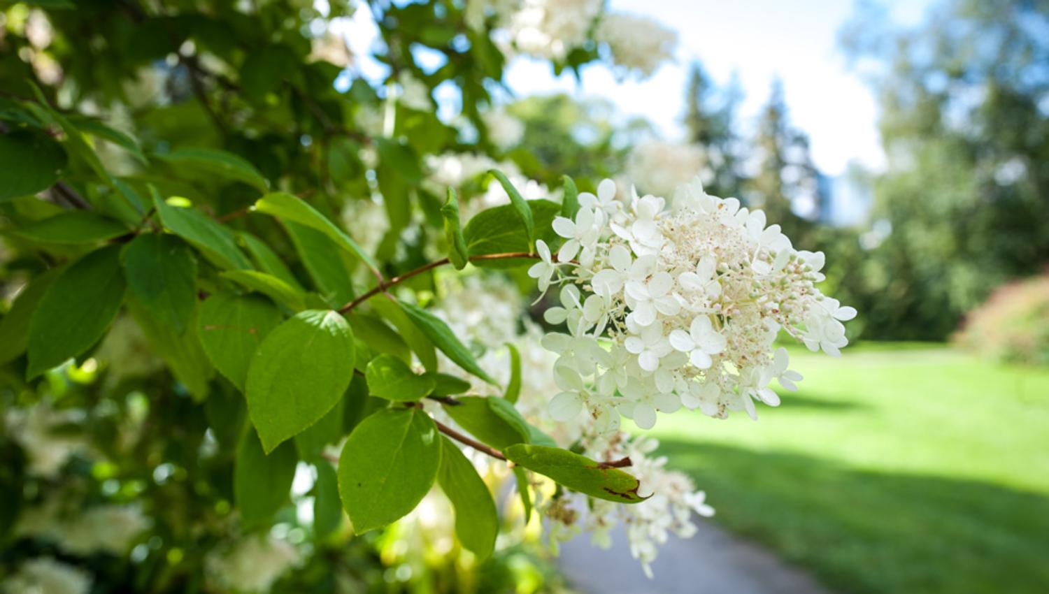 Lilacs blooming at the Botanical Garden in Oslo