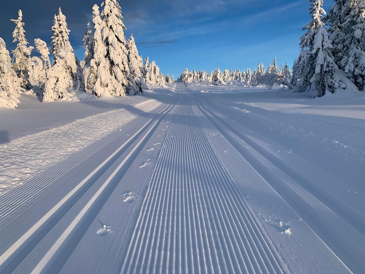Freshly groomed ski tracks running through a sunlit forest of snow‑covered trees.