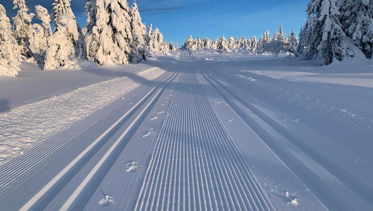 Freshly groomed ski tracks running through a sunlit forest of snow‑covered trees.