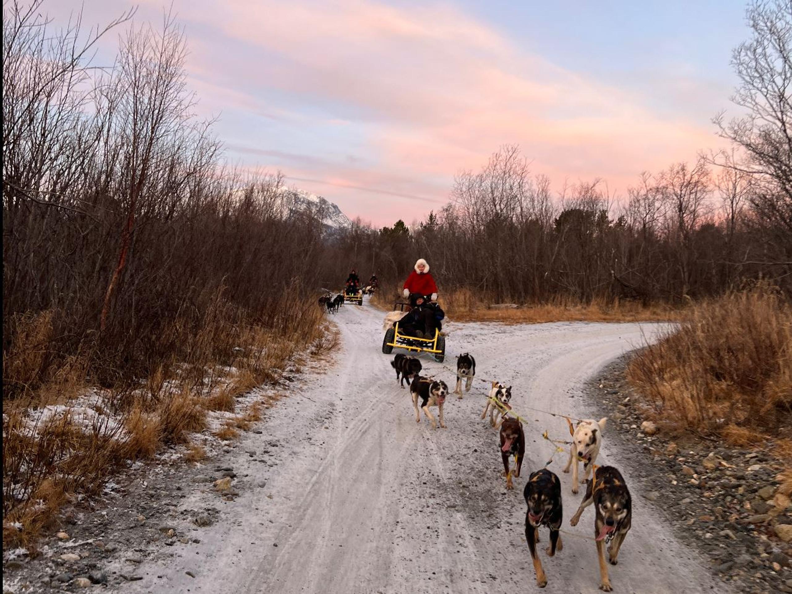 Dog sledding on wheels through a lightly snow-covered landscape in Skibotn Valley