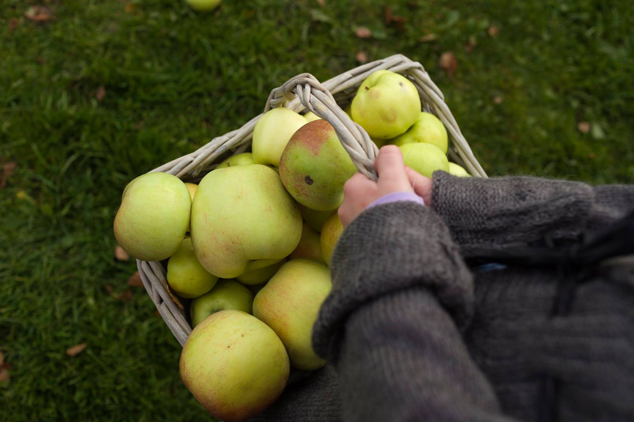 A person is holding a basket full of light green apples. They are wearing a dark wool sweater, and the grass below is green and fresh. 