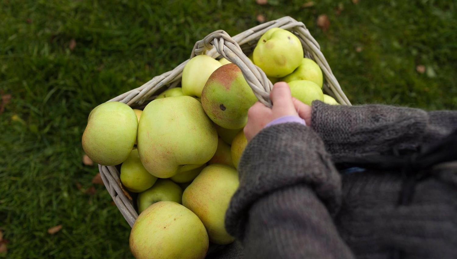 A person is holding a basket full of light green apples. They are wearing a dark wool sweater, and the grass below is green and fresh.