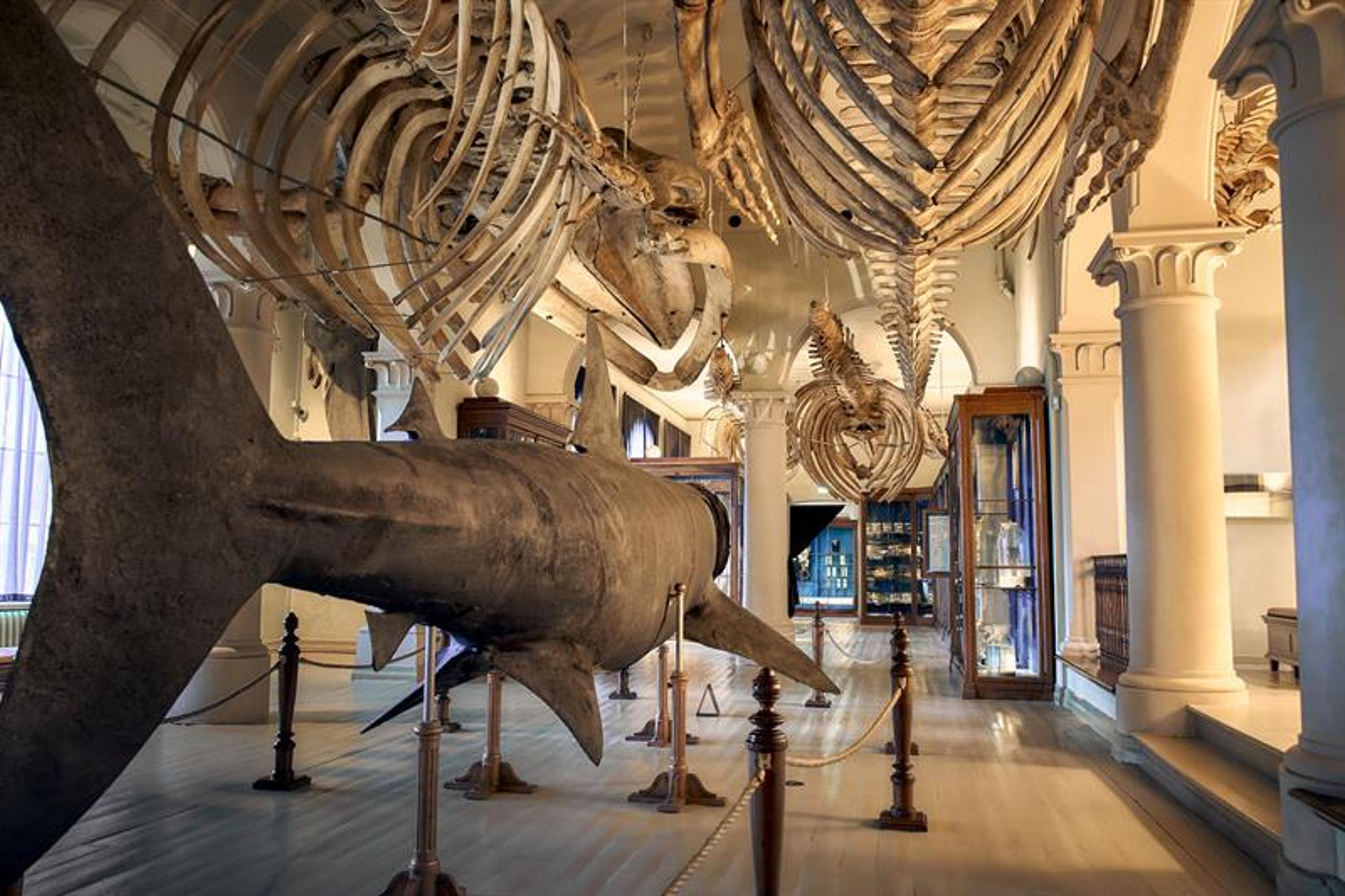 The University Museum of Bergen
