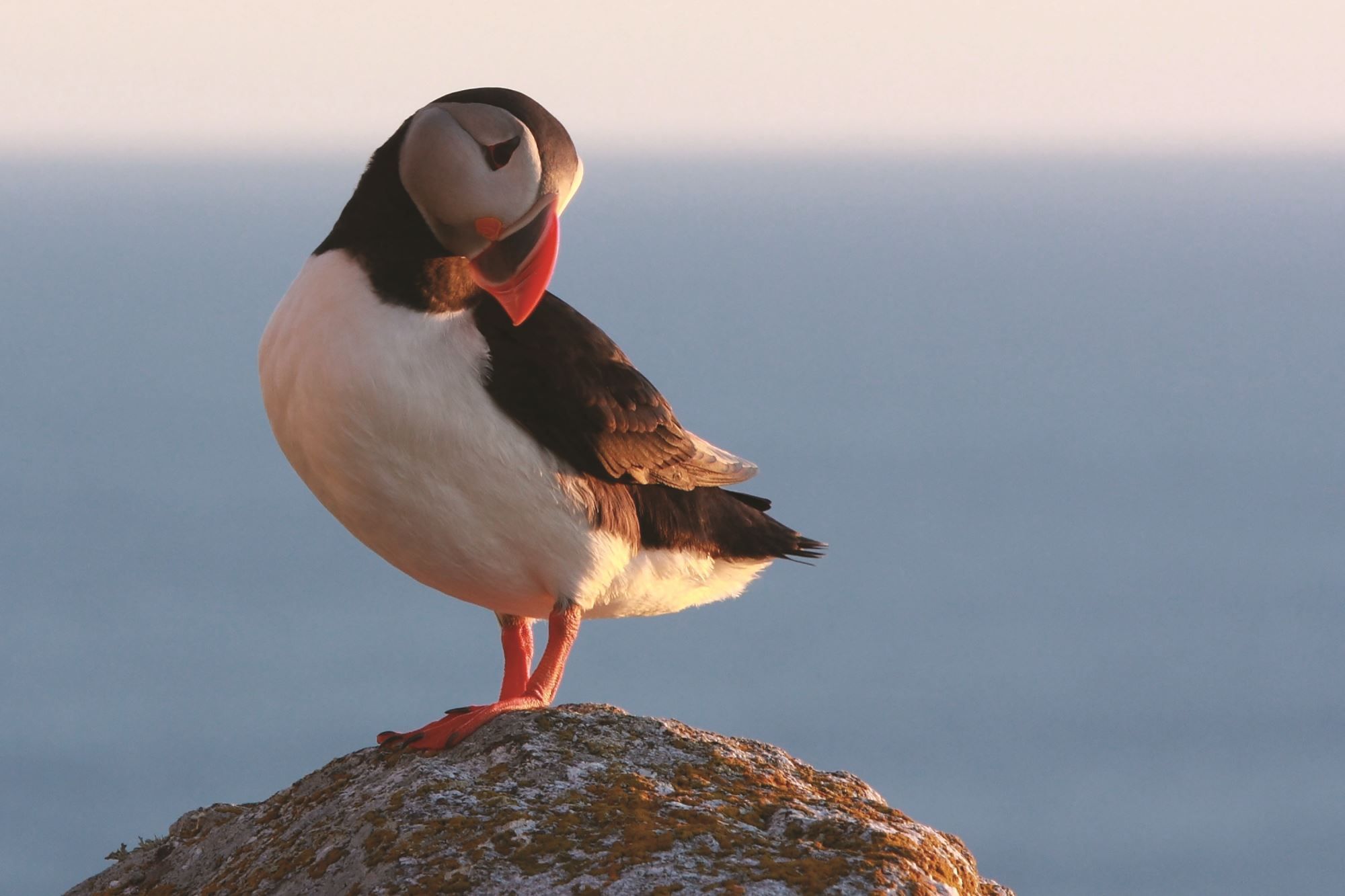 Lovund and the puffin