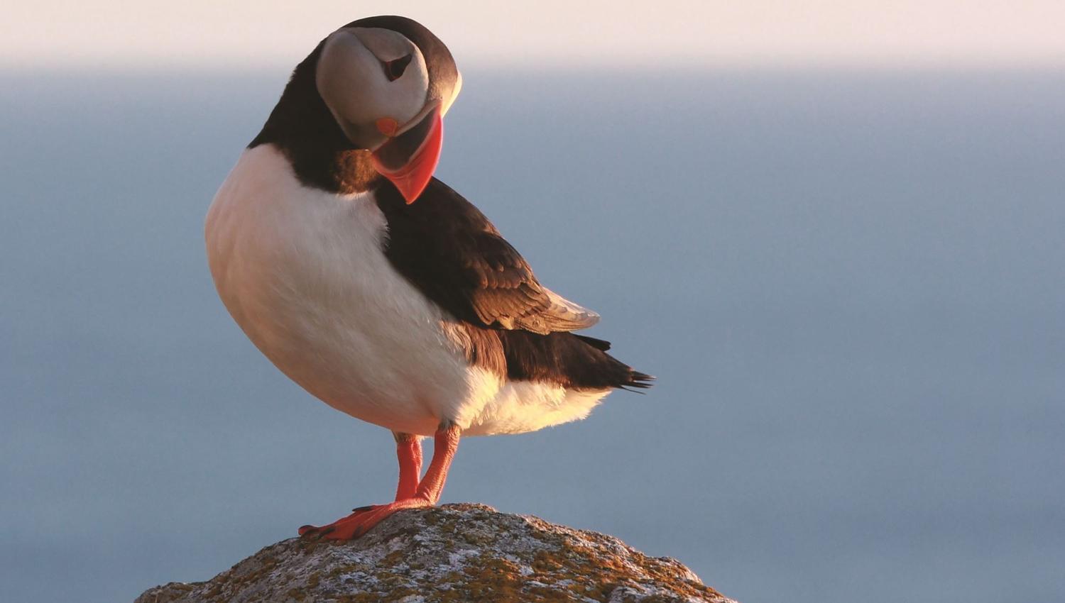 Lovund and the puffin