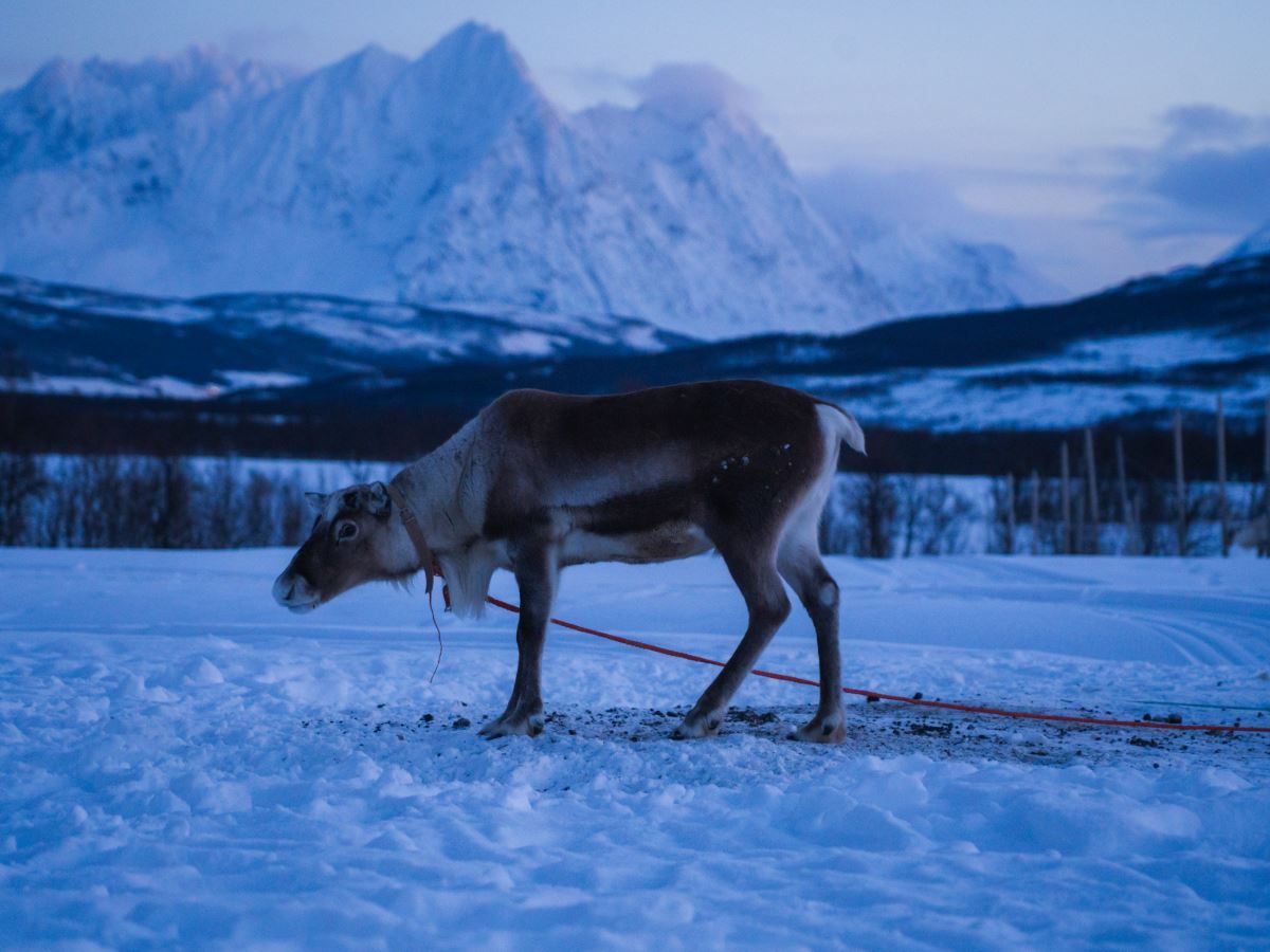 Rein på snødekt bakke med fjell i bakgrunnen.