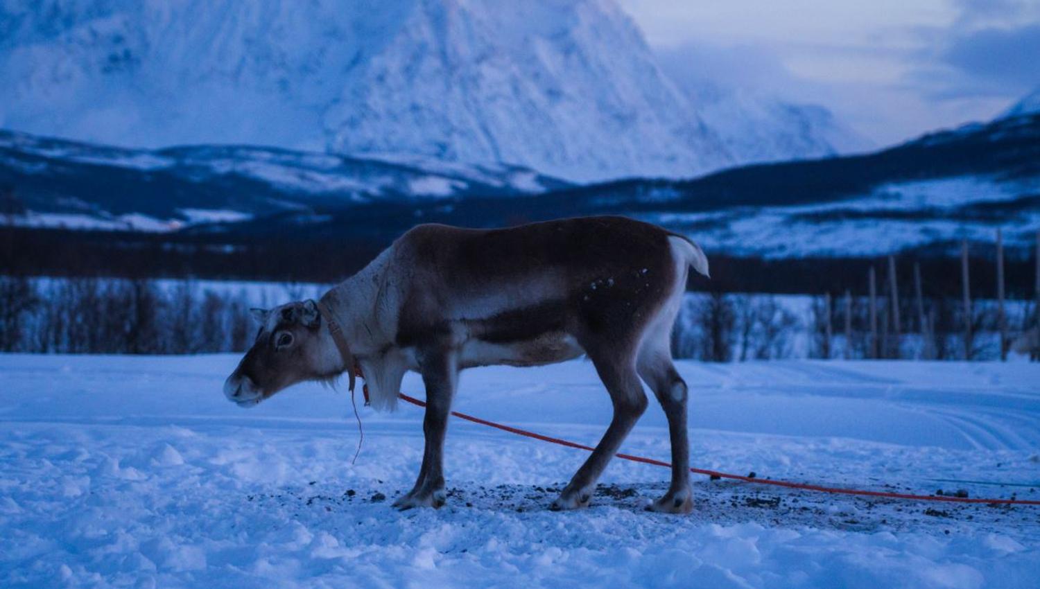 Rein på snødekt bakke med fjell i bakgrunnen.