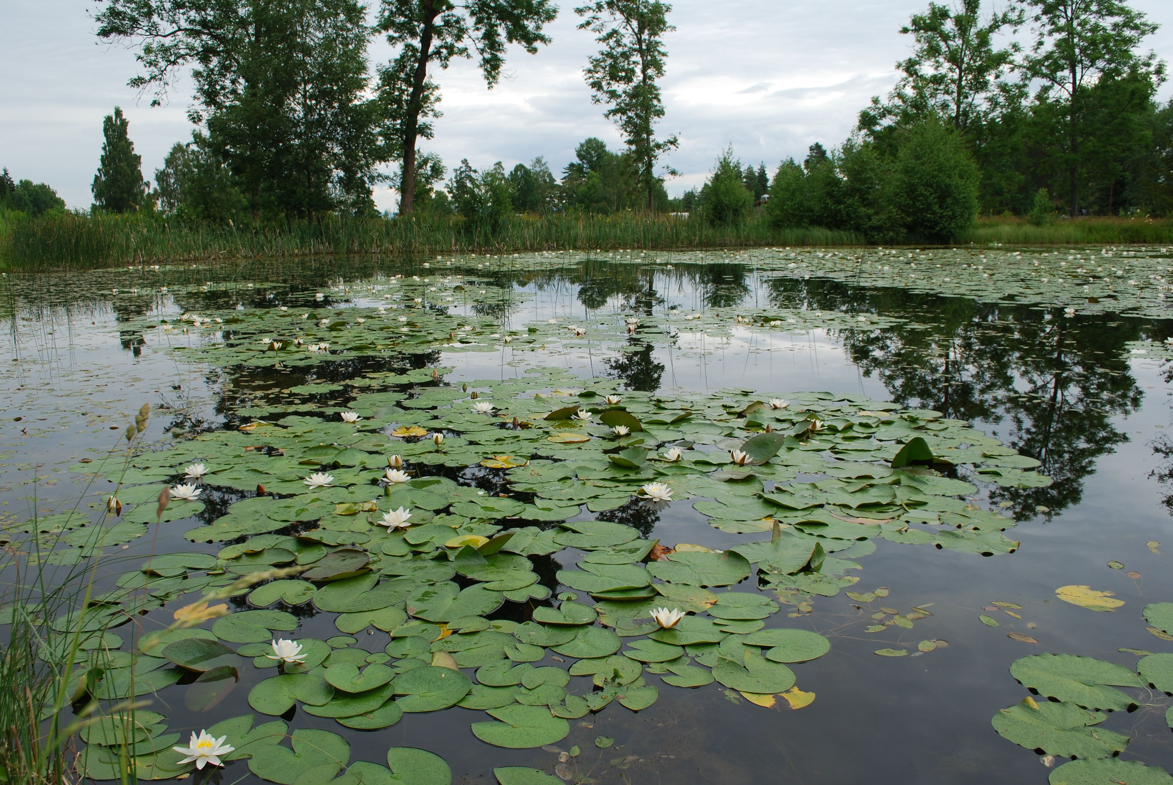 Lake with lillies