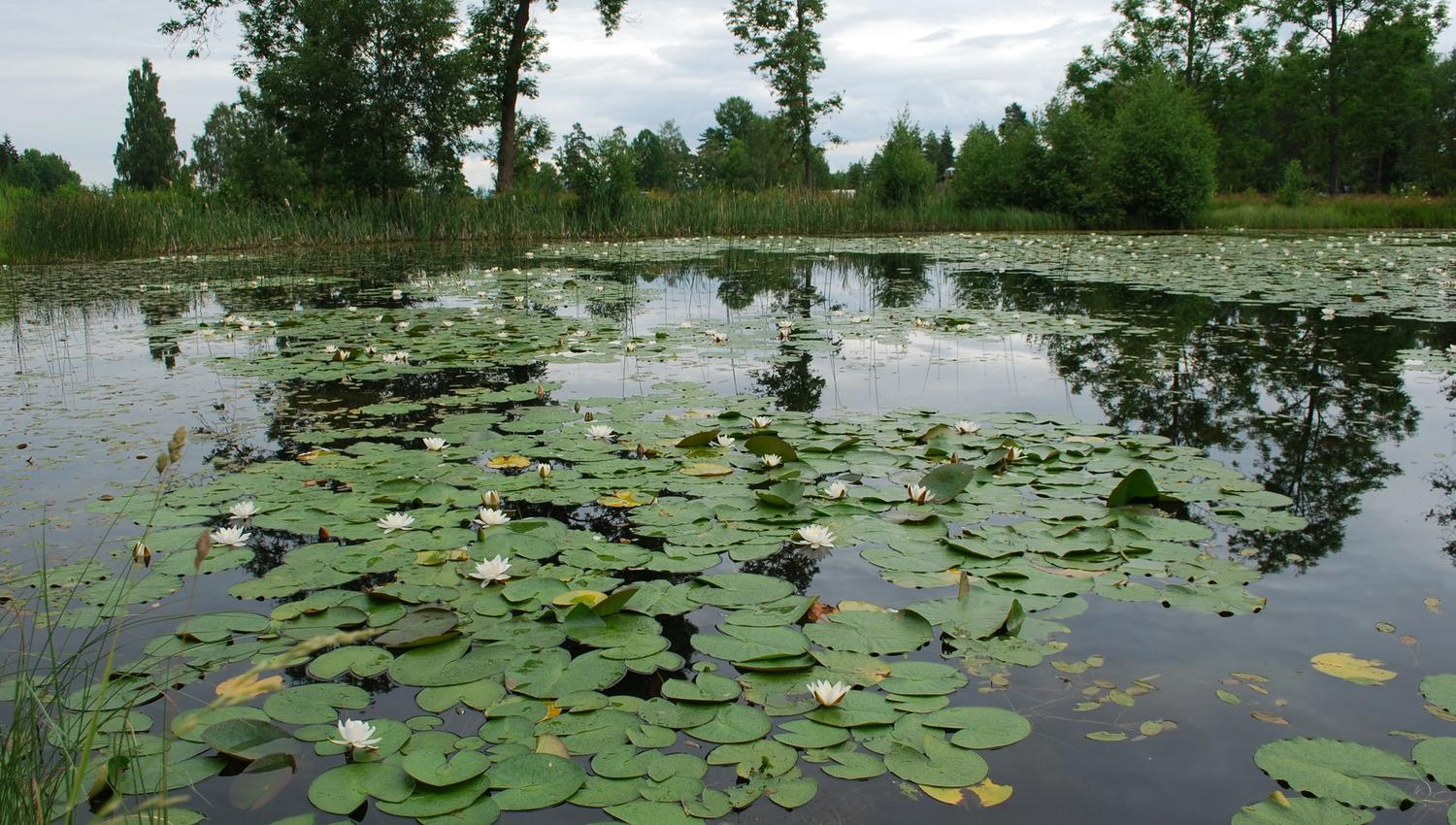 Lake with lillies