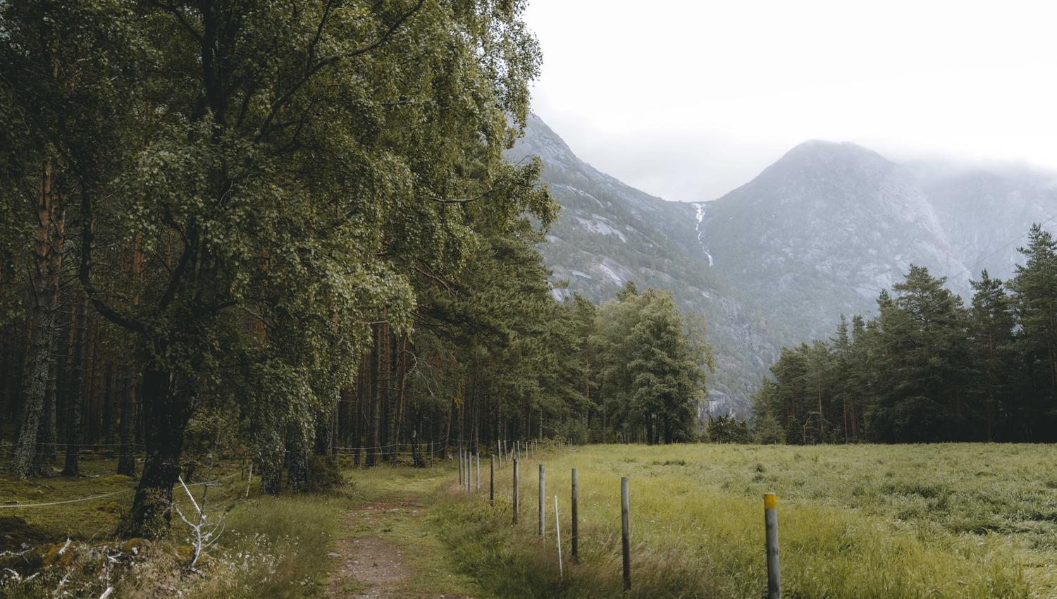 A path leading through the woods into the fog.