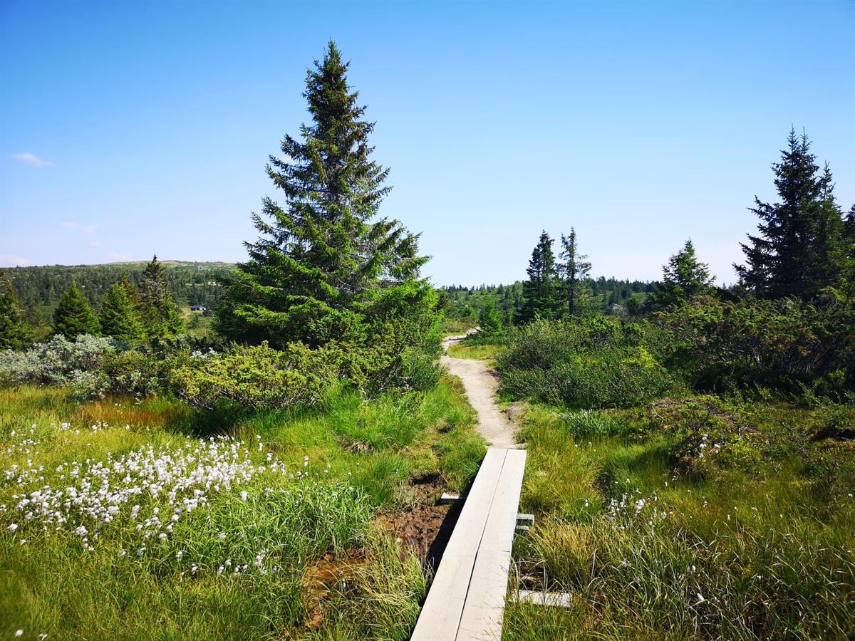 Path Malmtjønn
