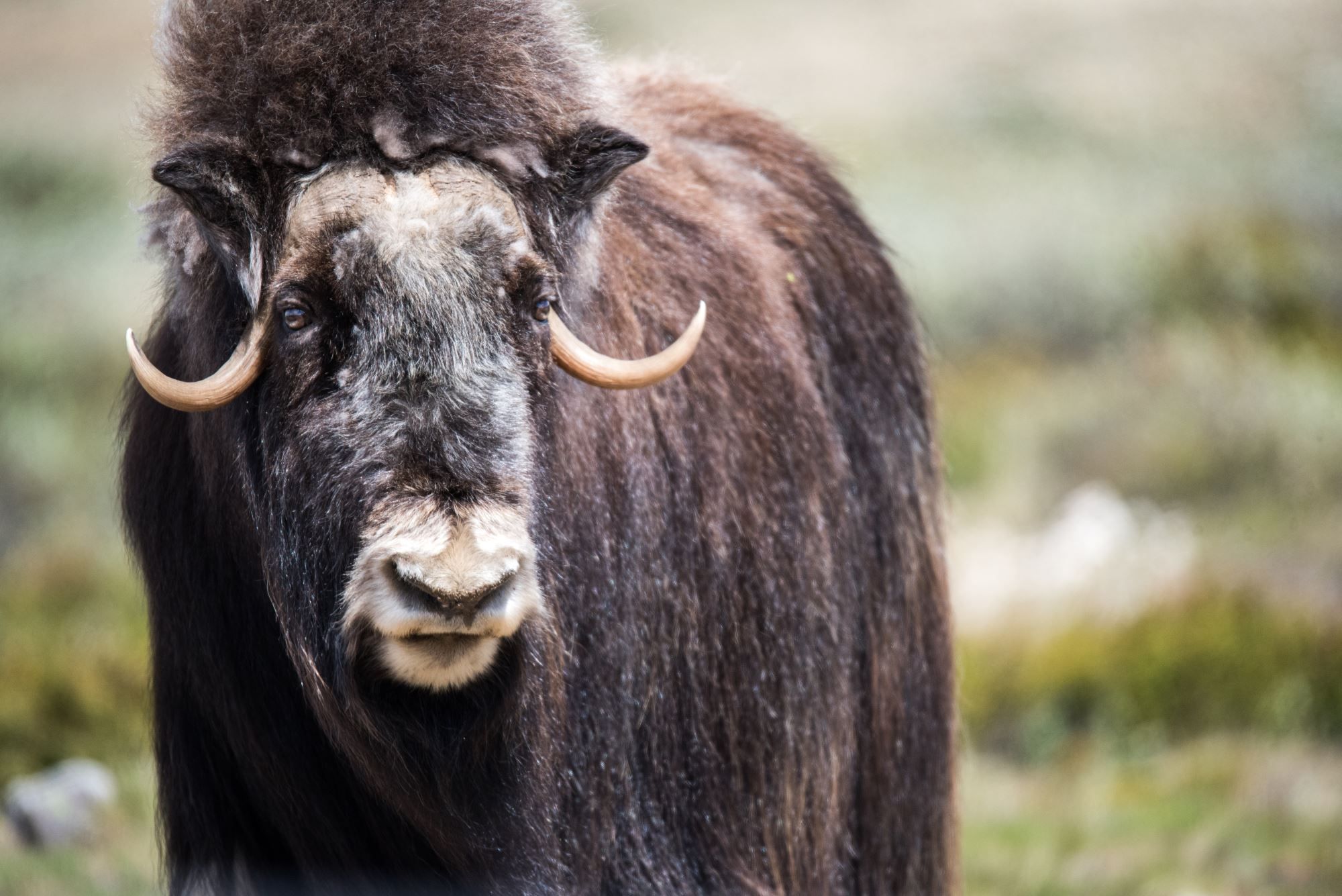 Musk Ox Safari