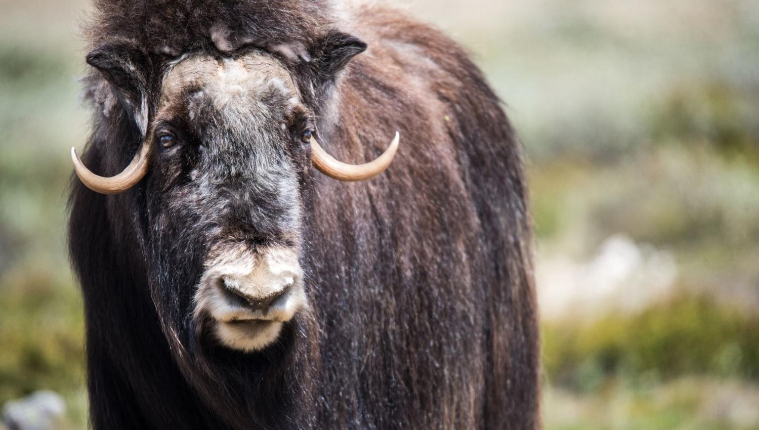 Musk Ox Safari
