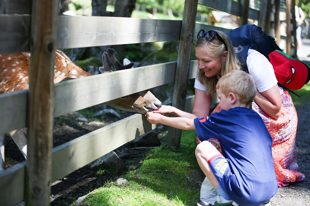 Barn og voksne mater et hjortedyr gjennom gjerdet i en dyrepark.