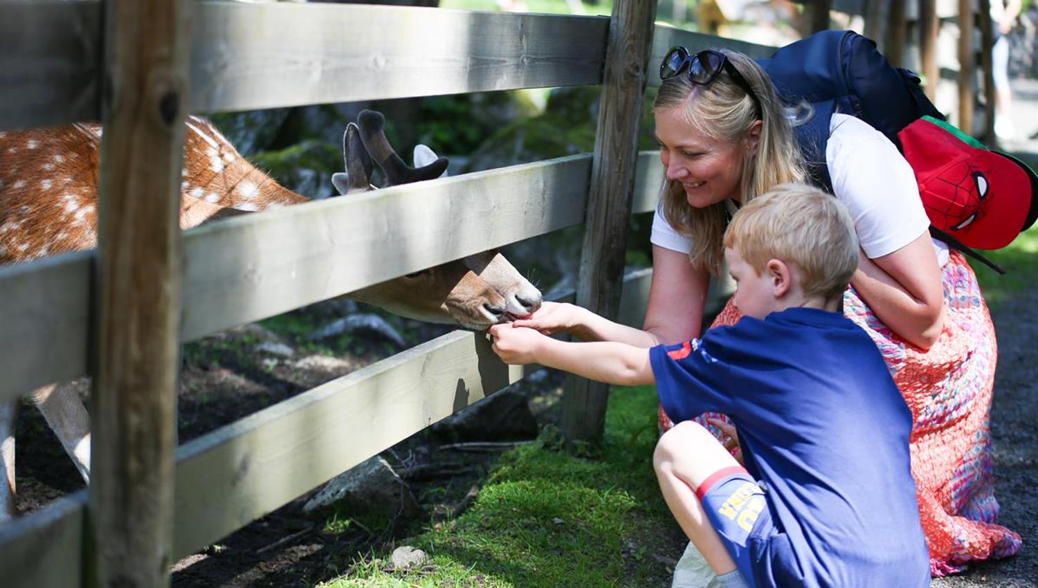 Barn og voksne mater et hjortedyr gjennom gjerdet i en dyrepark.