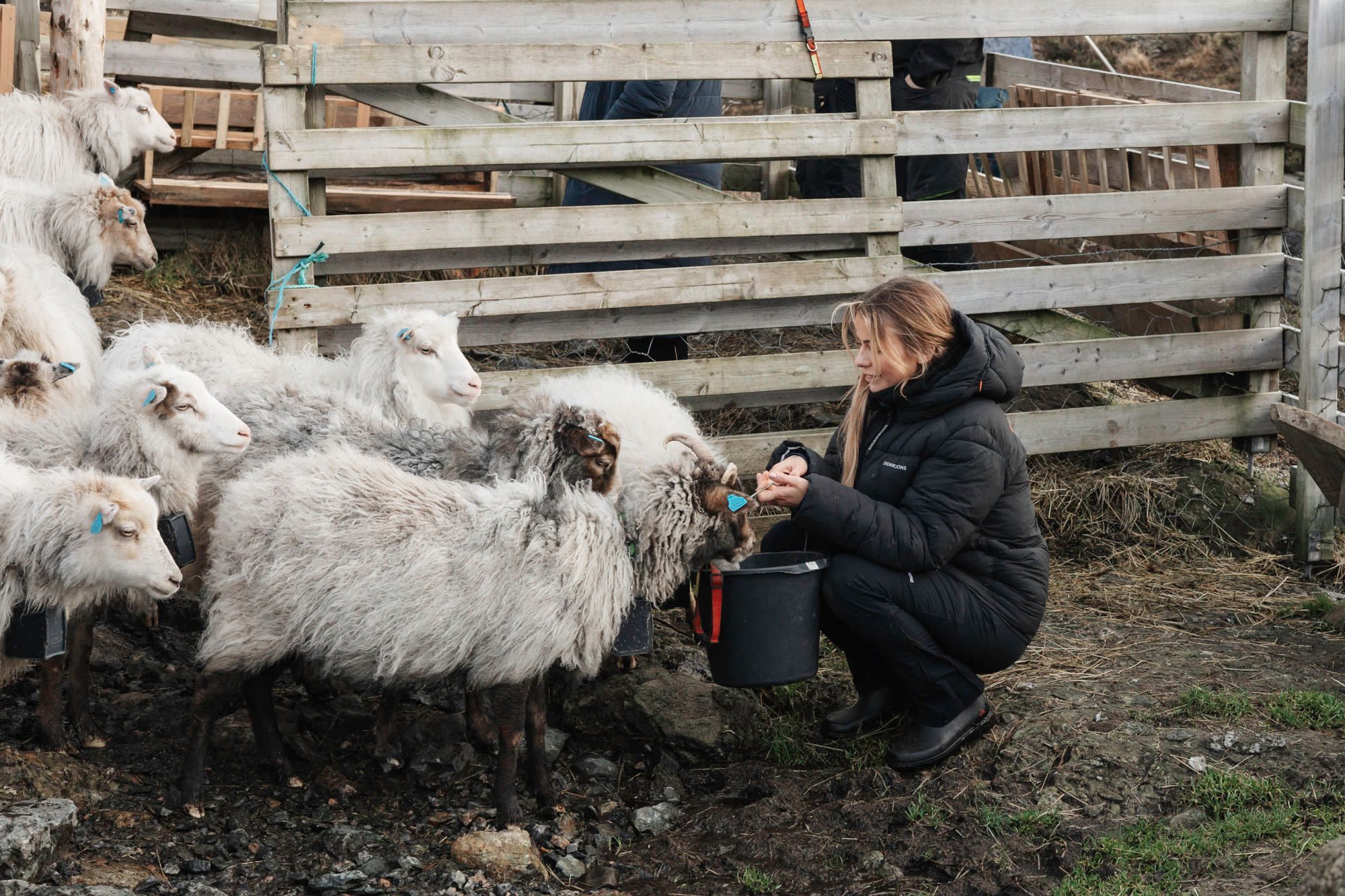 Here, you can get up close to the wild sheep grazing in the area.