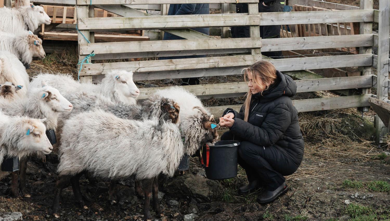 Here, you can get up close to the wild sheep grazing in the area.