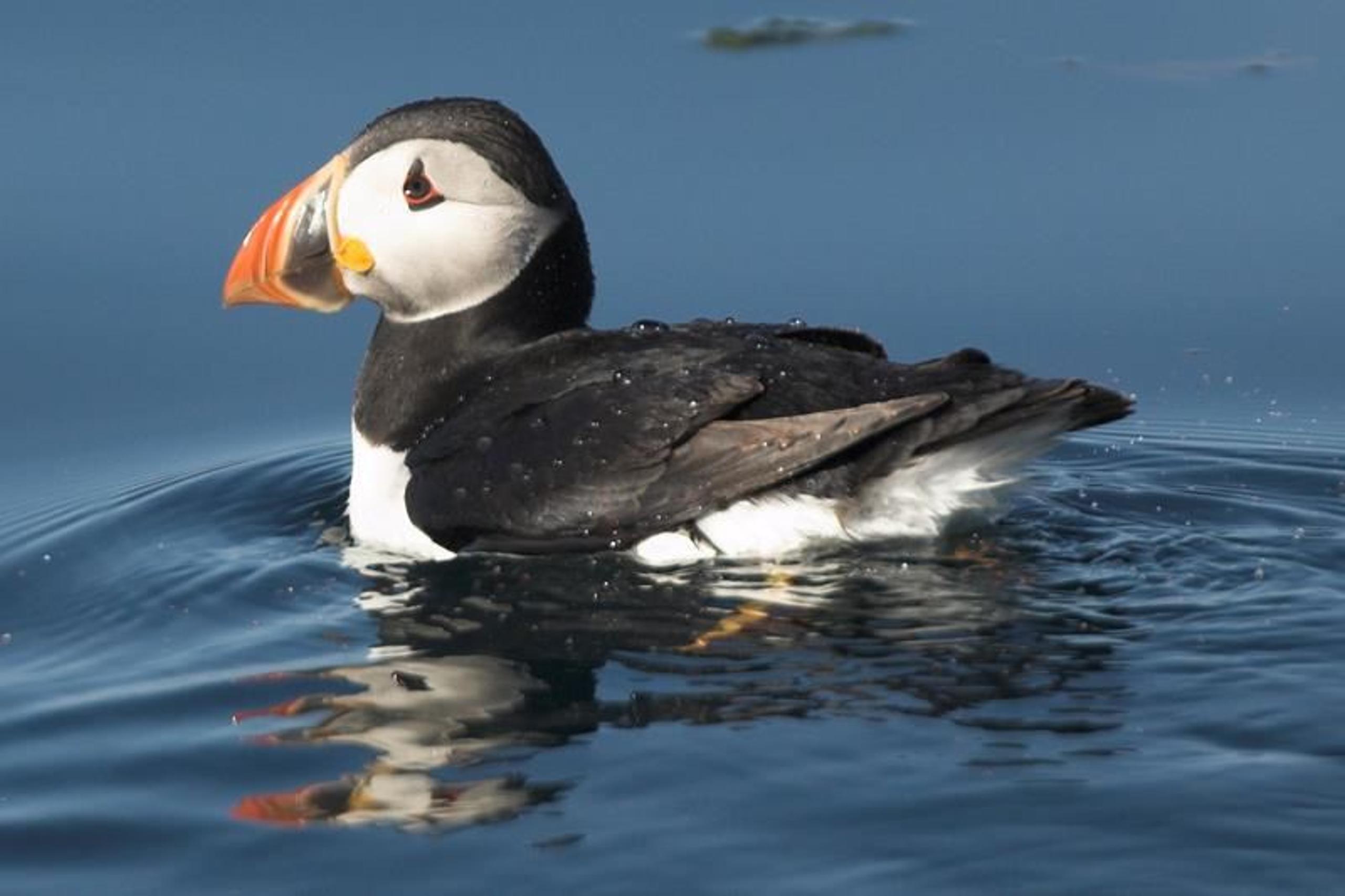 Puffin safari