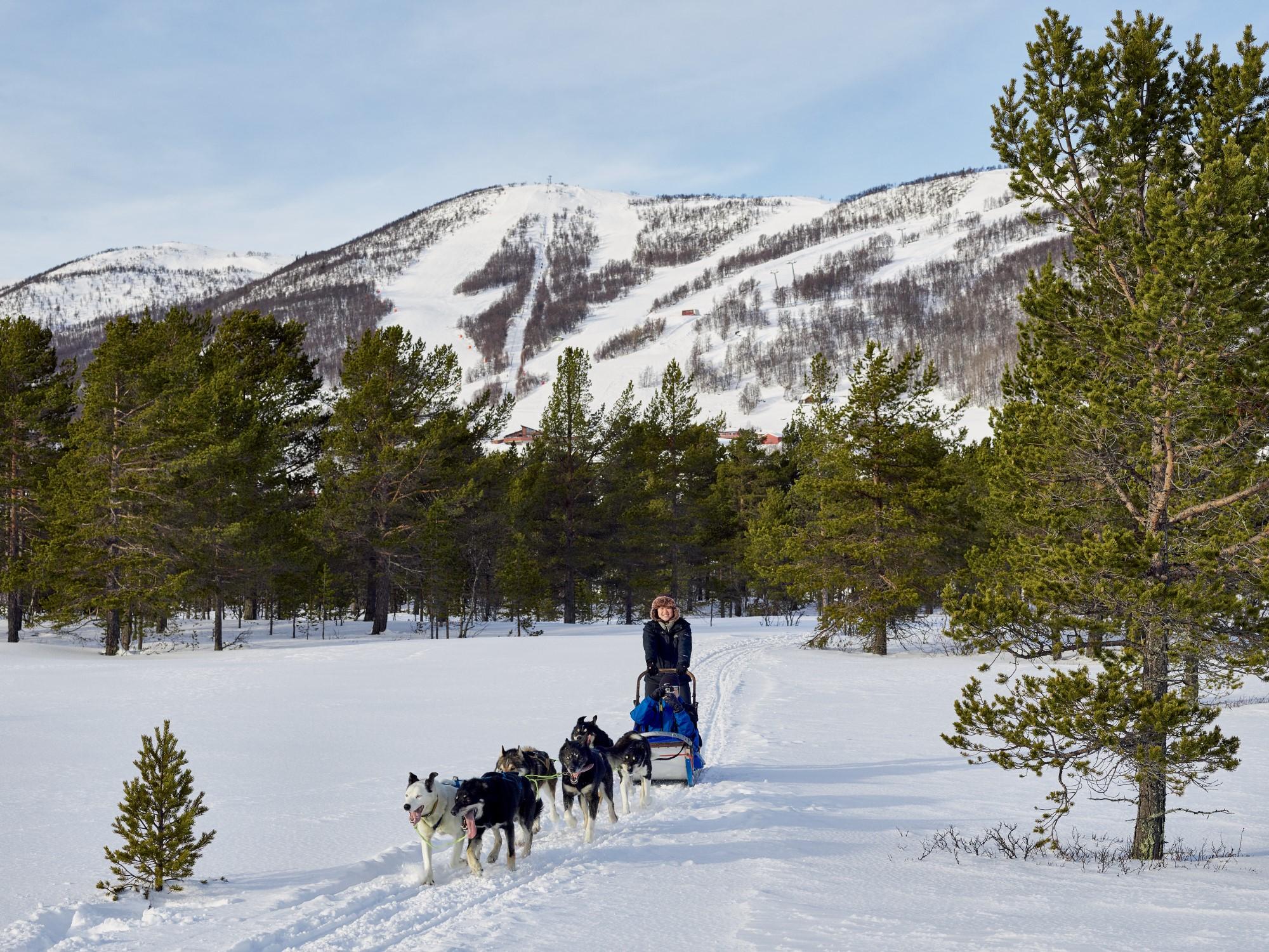 Geilo Husky