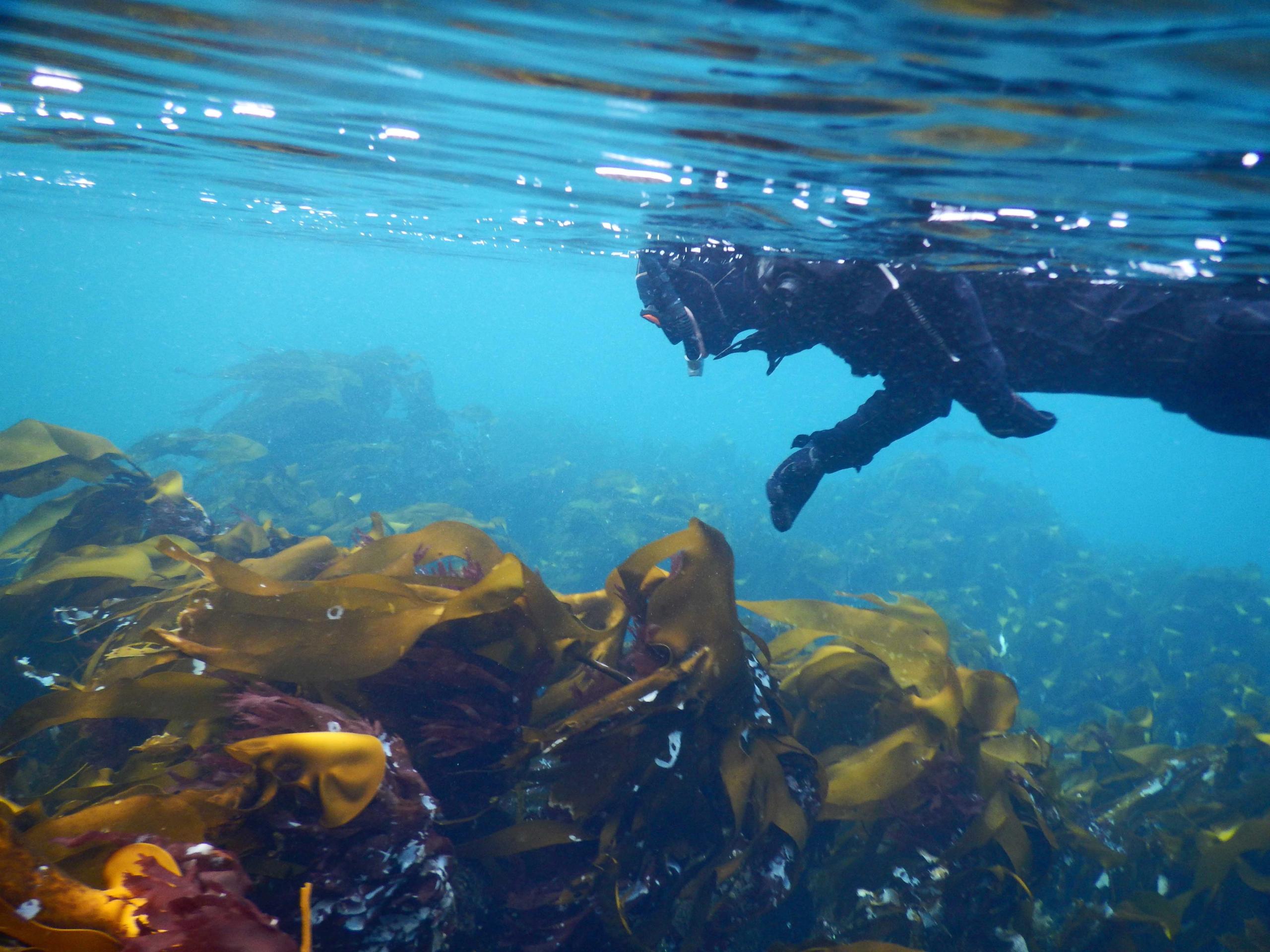Snorkeling in Saltstraumen