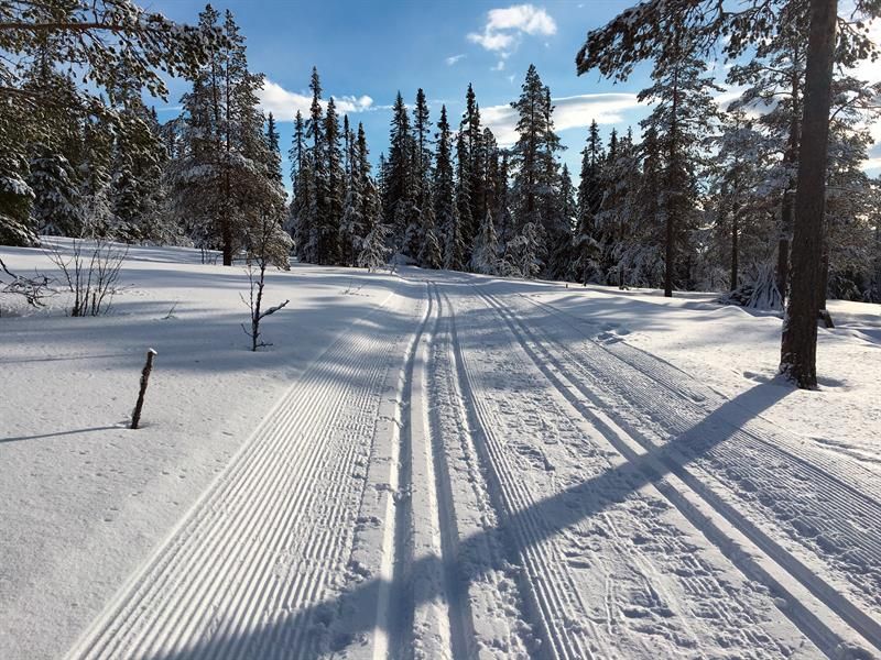 Cross country ski tracks. Photo
