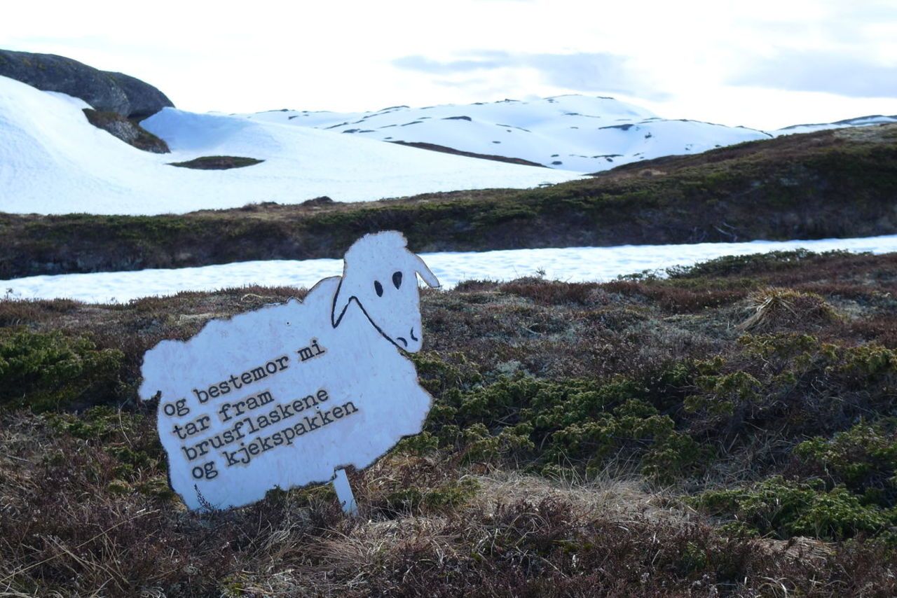 Jon Fosse-sau på veg til Haukåsfjellet. Foto: Karen Matthiessen
