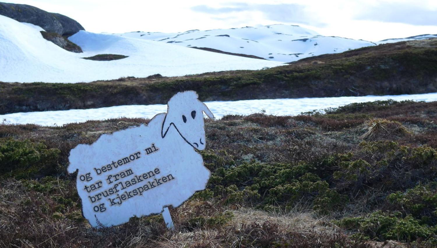 Jon Fosse-sau på veg til Haukåsfjellet. Foto: Karen Matthiessen