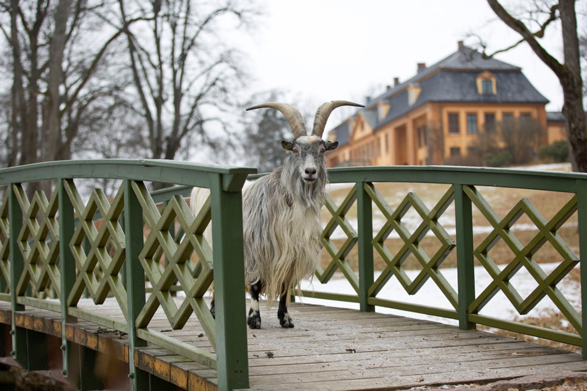 A goat walking on a bridge.