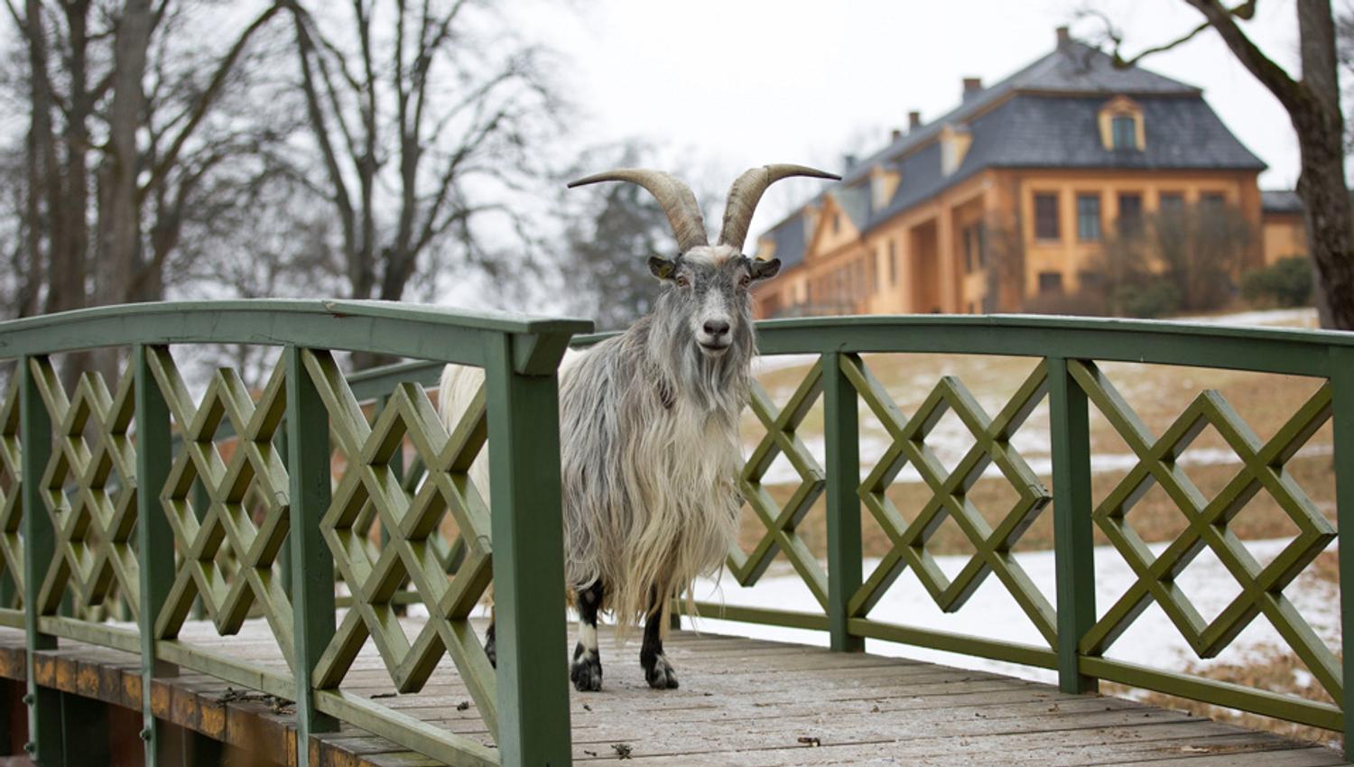 A goat walking on a bridge.