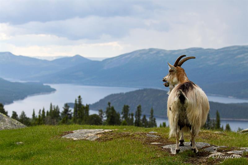 fint utsikt på Pålsbufjorden og geit