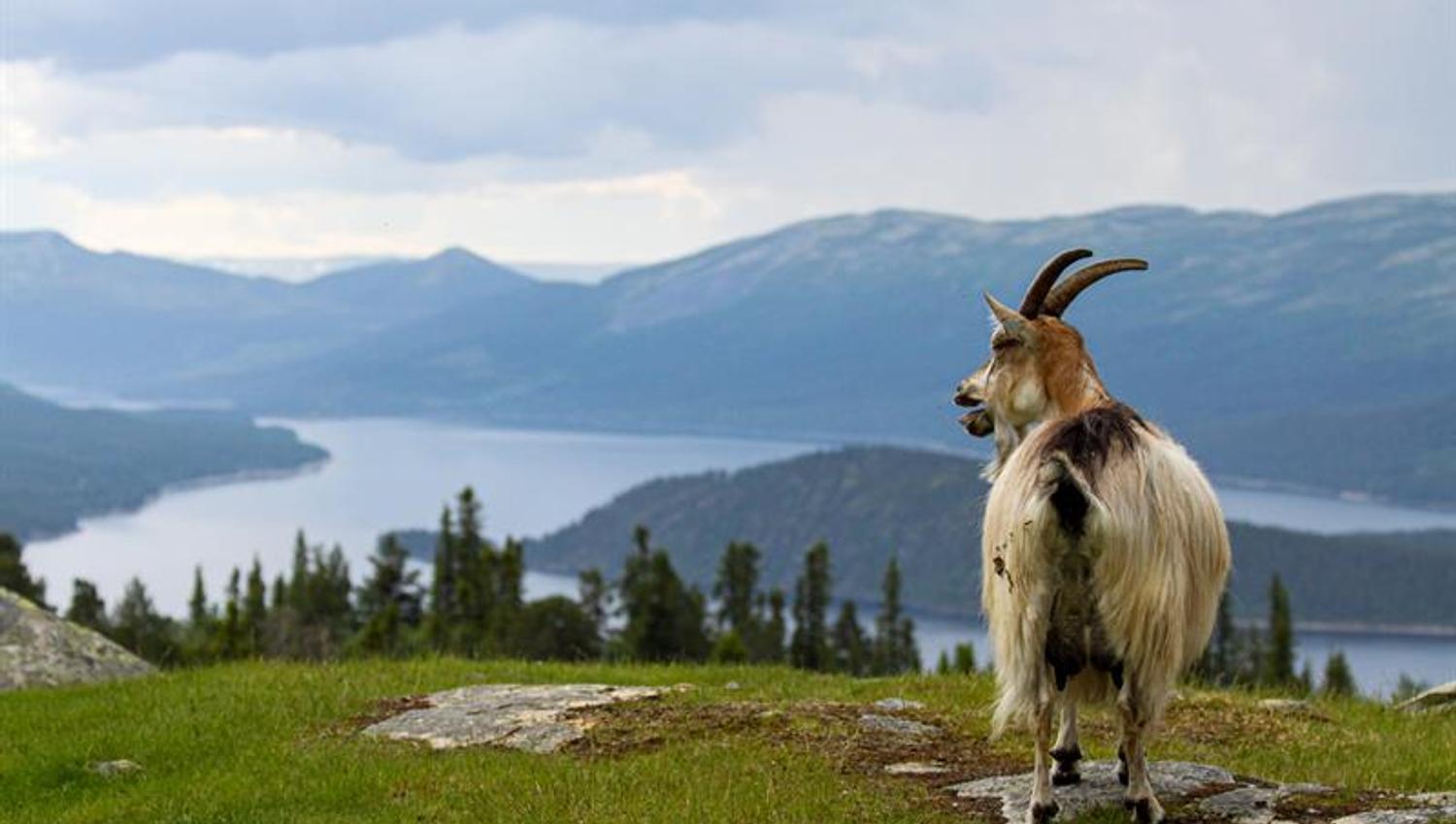 fint utsikt på Pålsbufjorden og geit