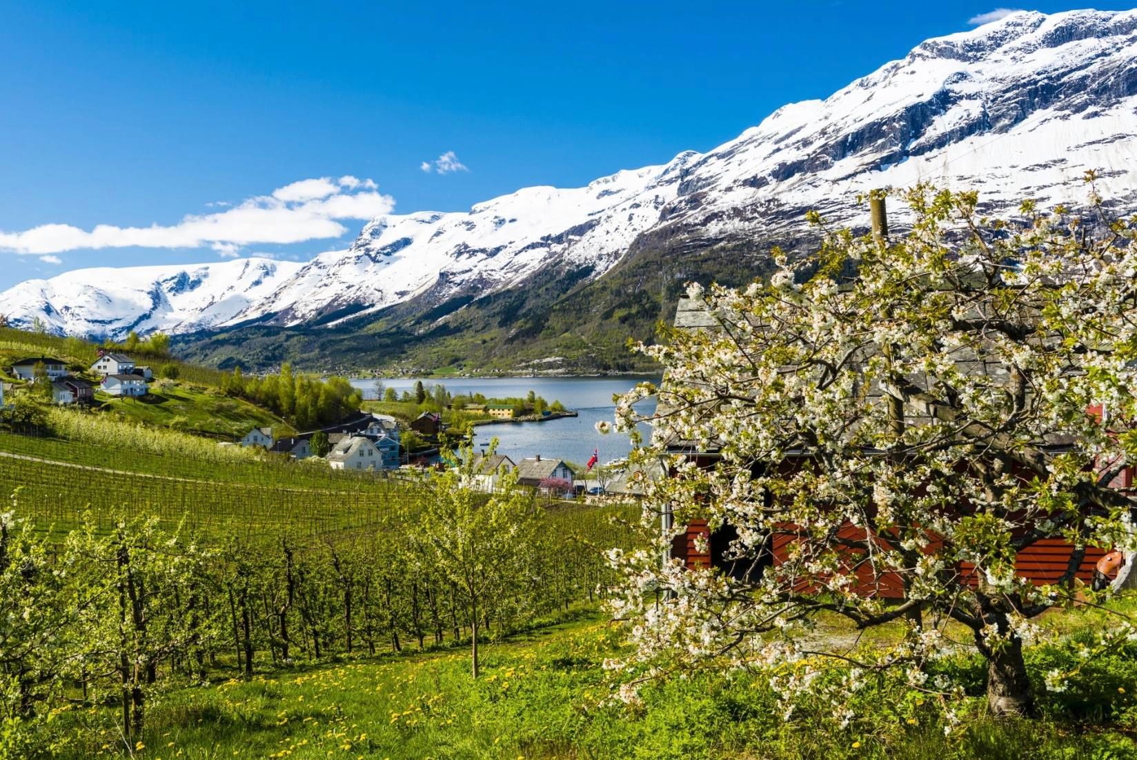 Blooming fruit garden in Hardanger