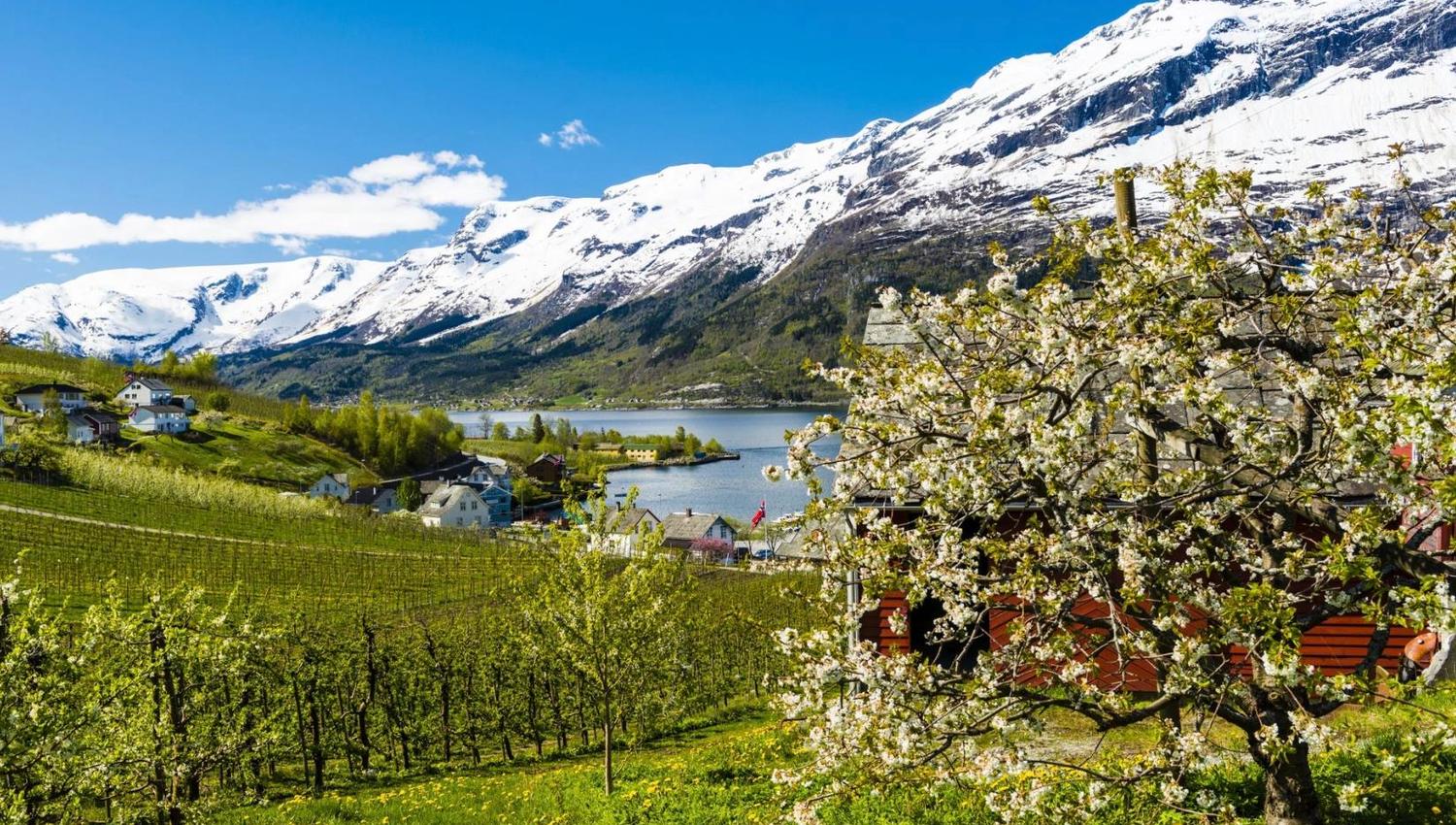 Blooming fruit garden in Hardanger