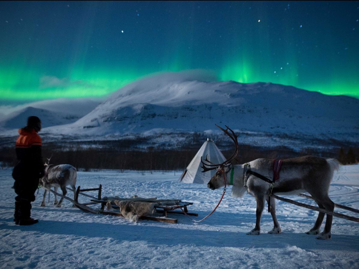 Reindeer, a reindeer sled, a guide and the Northern Lights above them