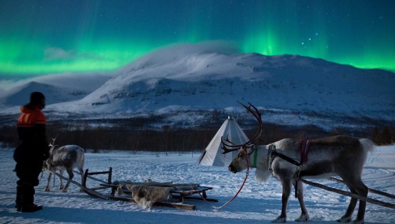 Reindeer, a reindeer sled, a guide and the Northern Lights above them
