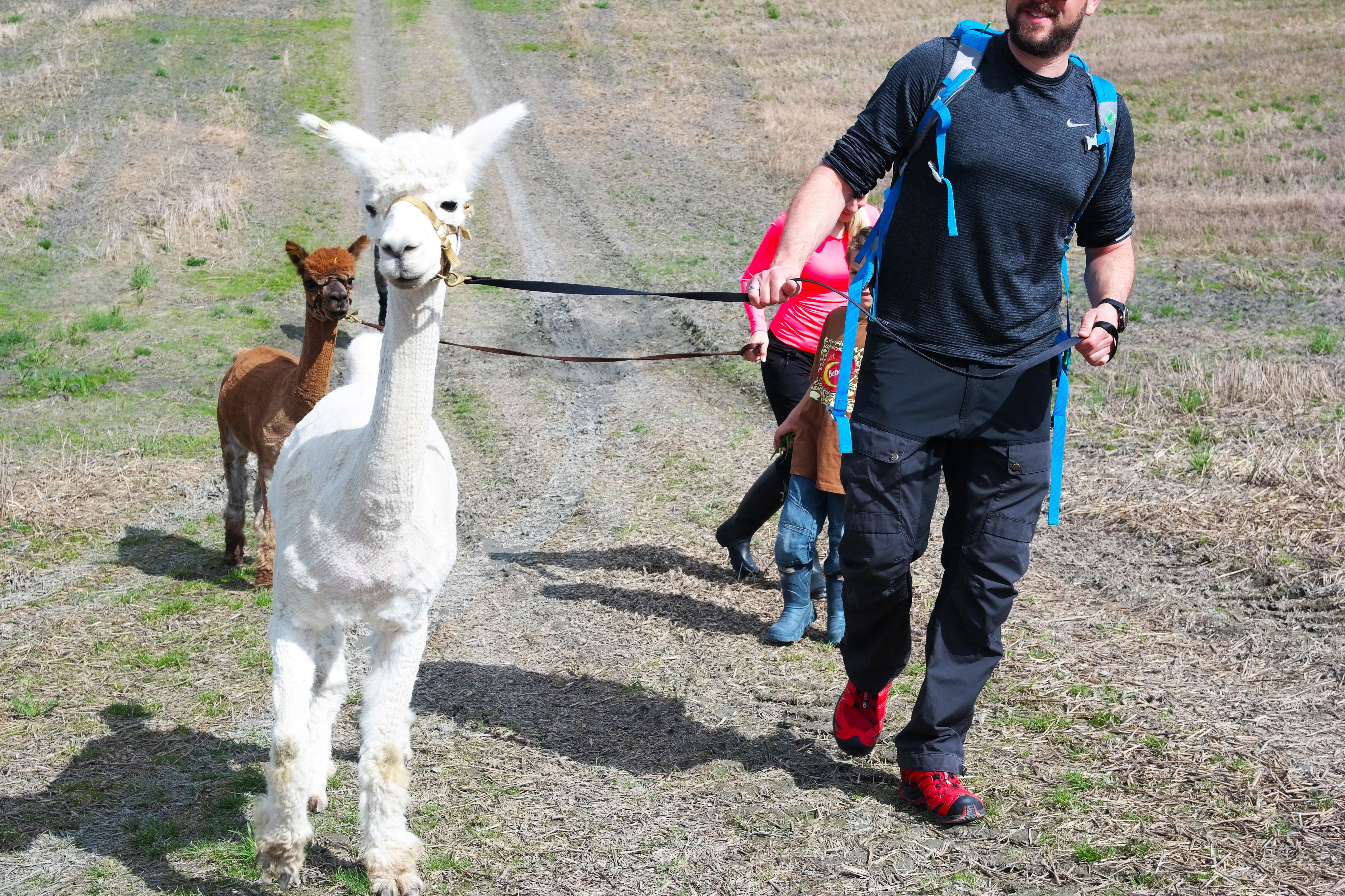 2 alpacas walking with a man 